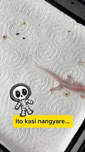 143K views · 1.3K reactions | Hidden Geckos on Reels | Facebook