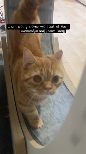 3am workout 🏋️ #jujuakajupiter #tiktokcats #munchkincat #orangecat