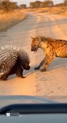 Porcupine Defends Herself Against Hyena 🦔🐺 #Porcupine #Hyena #WildlifeDrama