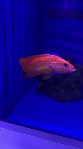 Discover the Stunning Colors of This Grouper Species!