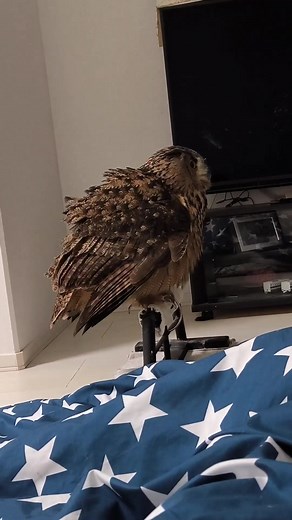 It's your tipe smart owl #owl #owls #birds #owlsofinstagram #nature #bird #owllover #art #wildlife #owlstagram #owllovers #birdsofinstagram #owllove #owlobsession #naturephotography #wildlifephotography #owlart #birdphotography #animals #photography #owltattoo #barnowl #handmade #birdsofprey #owlphotography #owleyes #eule #best #owlsome #love | Smart Skills