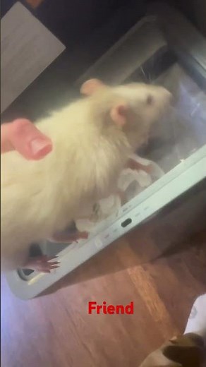 You’re My Friend Now, Let Have Soft Tacos Later