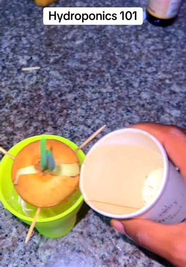 Hydroponics 101: A Beginner's Guide to Sustainable Gardening