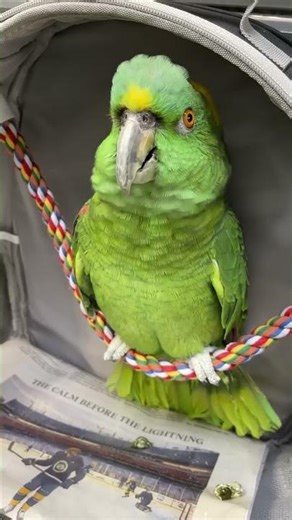 Bad Boys Birds || viral Birds