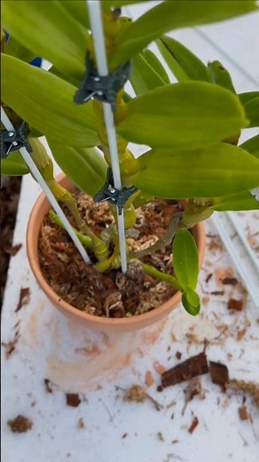 Step by step repotting dendrobium nobile plant at home