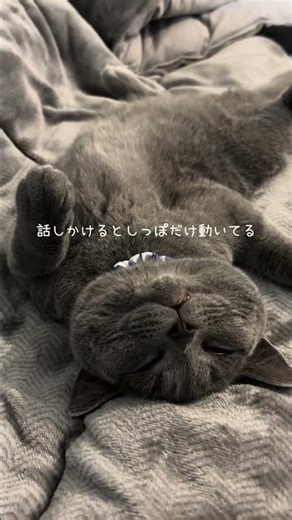 おねむの時間のおもちくんZzz‥＃おもちくん＃猫#ねこ#猫のいる生活#猫のいる暮らし＃猫動画#猫あるある＃好奇心旺盛#暴れる猫#箱好き#shorts#shortvideo#癒し＃可愛い