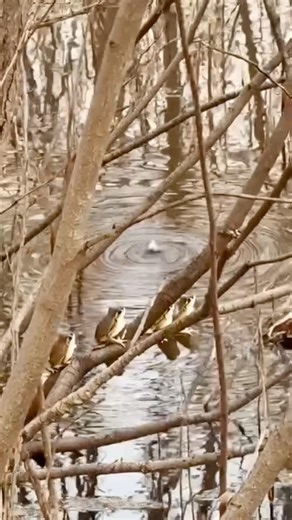 What’s that Sound?! 🐸Spring Sounds