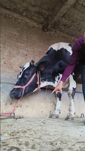 How Intravenous cannula in jugular vein in a cow is done by Mathur Mondal