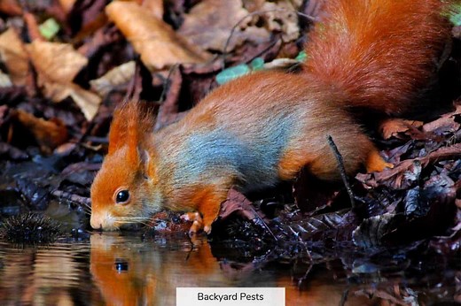 Do Squirrels Need Your Water? What Squirrels Drink And Where They Get It
