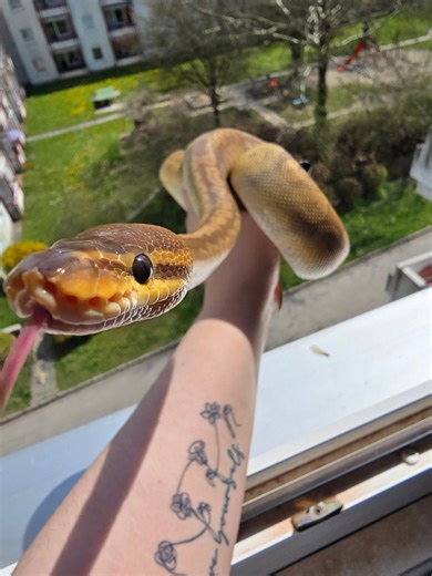 Ball Python Lovers | Hi! I'm new here in this Group and owner of 4 lovely Ball pythons in Austria, for example this gorgeous Sunset Ball het albino pied called Lilith | Facebook