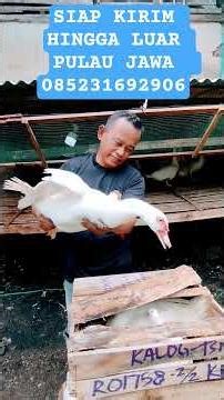 JUMBO MUSCLE FISH PACKING #shortsvideo