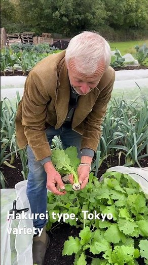 Hakurei (Tokyo) turnips are sweet and crunchy, sow early spring or in August as here