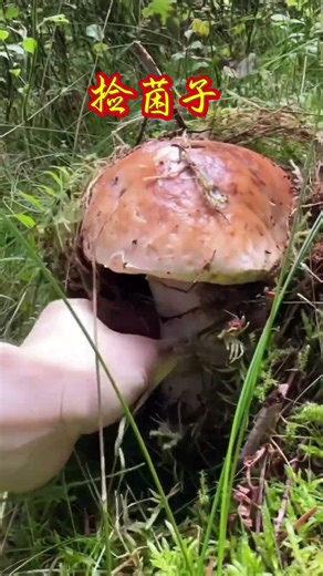 捡菌子，大自然的馈赠#自驾游 #治愈 #travel #风景 #采蘑菇