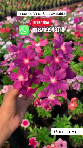 Rare Imported Vinca Flower Seed Online Shopping 🪴 #vinca #flowers #plants #garden