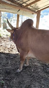 39K views · 1.8K reactions | Nej nug coob leej lawm tab muab tsi txog nqi xwb thiaj tsi muag rau nej yog nyiam tiag tsi tib nqi kim 36 lab ces yog koj tu xwb yog muab g txog txhob tu siab nawb cov phooj ywg | Tsav Xyooj Vaj | Facebook