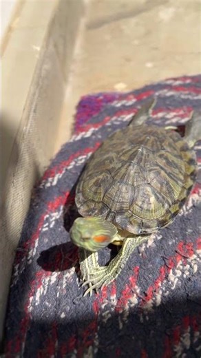 Red eared slider peaceful basking 🐢
