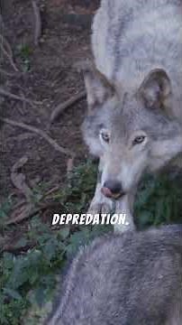 California's Gray Wolves: A Comeback Story with a Twist #wildlife #nature