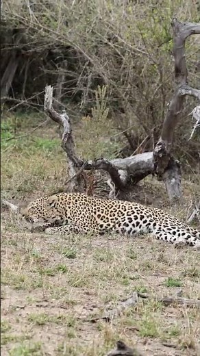 Inside the Hadzabe Tribe: Traditional Hunting Skills in Tanzania