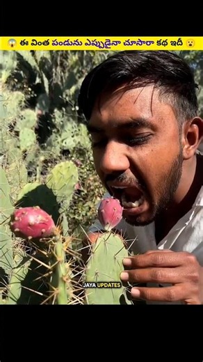 Harvesting Wild Cactus Fruit Ultimate Prickly Pear Guide Have You Ever Seen This Strange Fruit 😱😮
