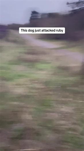 Ruby roo the cockapoo on TikTok