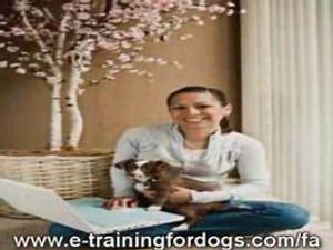 Dog First Aid Course