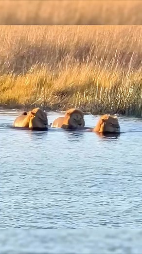 2.2K views | Hippo Charges 3 Lions To Protect Its Territory This hippopotamus didn't like it when 3 lions tried to cross his territory, so he simply attacked them. They're no match for him in the water!鍊 #hippo #lion #predator #safari #savan #savannah #wildlife #animals #animalfight #nature | Animal World | Facebook