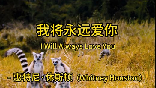 《我将永远爱你 I Will Always Love You》 -惠特尼·休斯顿(Whitney Houston)。 致敬致力于保护灵长类的动物学家帕翠莎.怀特