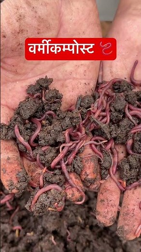 Vermicomposting farming business #vermicompost #farming #agriculture