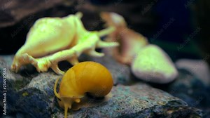 Adult ampularia snail crawling on stones in transparent aquarium water. Big golden apple snail in aquarium tank filled with stones, shells, wooden branch, artificial seaweed and small colorful fishes.