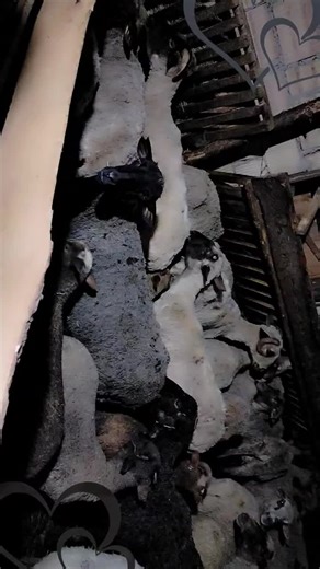 Inima ❤️ și com 💬 TikTok