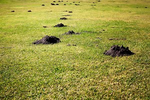 Can Moles Ruin My House Foundation? [Including 5 Methods To Rid & Deter Moles] - uooz.com