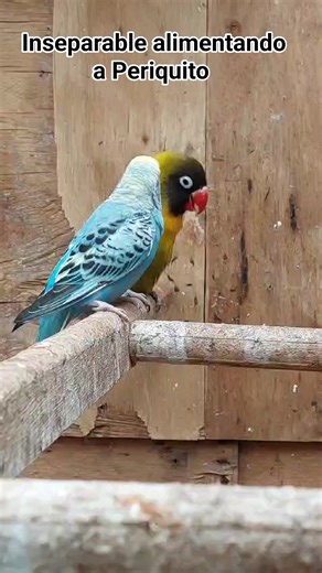 869K views · 10K reactions | Agapornis personata alimentando a Periquito australiano. #agapornis #inseparables #avesaustralianas #birds #periquitos #catas #aves | El Rincón Animal Del Profe | Facebook