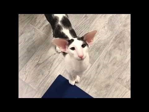 Teddy the most famous honking Oriental Shorthair Cat