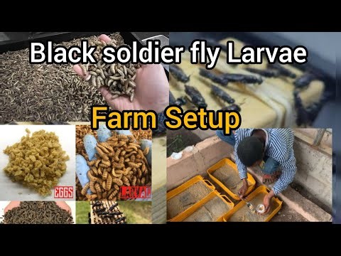 A Step-by-Step Guide to setting up Black Soldier Fly Larvae Farm for Sustainable Livestock