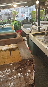 Absecon Bay Soft Shell Crabs are now avaialble at Abseconbay Sportsman Center. The Shed is on and it will be hard to find the Big Jimmies, they have loving on their minds. You can get these and Eat the Whole Thing. 609-484-0409 #jumbosoftshell #softshellsandwich | Absecon Bay Sportsman Center