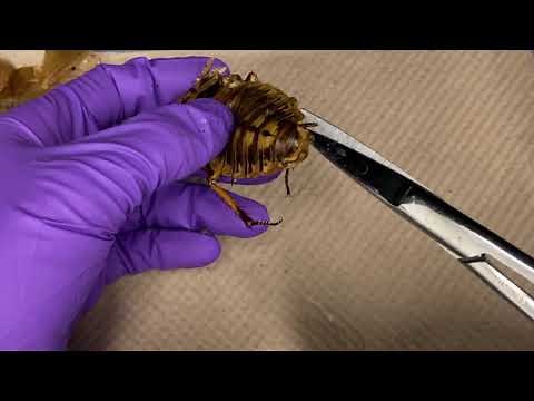 BIO153 Peppered Cockroach Dissection