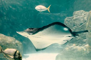 Audubon Aquarium in NOLA: Best Time to Visit and 3,600 of the Coolest Animals to See