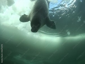 Baikal seal pup under the ice of lake Baikal