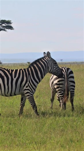 There's magic in the Mara North Conservancy. Staying at Karen Blixen Camp means exclusive access to pristine wilderness and unforgettable wildlife encounters away from the crowds. Every day is a new adventure, from morning bush walks to sundowners with this incredible view. Pure bliss. #MaraNorthConservancy #KarenBlixenCamp #ExclusiveSafari #MasaiMara #Kenya | Karen Blixen Camp