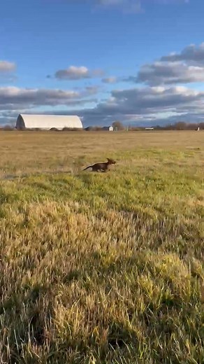 Nothing like letting a dawg be a dog! Snowyowloutdoors.com | Snowy Owl Outdoors | Facebook