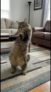 This cat absolutely nailed the Macarena 😂 Too funny, too cute, and way too smooth to ignore! Watch till the end 🐾🔥 #Macarena #CatDance #FunnyCat #CatReels #ViralReels | Lonely Paws