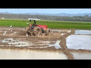 Preparando terreno para el cultivo del arroz.