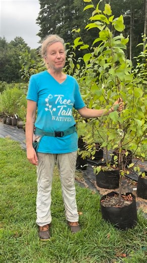 🌱Native plants for wildlife-friendly gardens | South Shore, MA on Instagram: "Black Birch, Betula lenta, forms a beautiful canopy with yellow fall leaves striking against dark gray bark. Black Birch hosts dozens of caterpillar larvae including those of the Mourning Cloak, White Admiral and Tiger Swallowtail. It also is one of the best trees for birds, which are drawn to the tree because they know they’ll find yummy caterpillars. Black Birch also is called Sweet Birch because this tree was the o