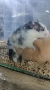 7.1K views · 97 reactions | CornHub  | Lex Betta | Facebook