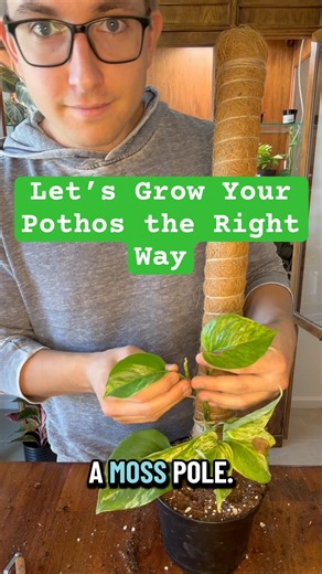 How to grow your Pothos the right way