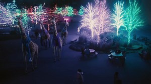 Start planning now to visit the Creation Museum and Ark Encounter for some of the most stunning light displays you will ever see and wonderful Christmas programs as we will celebrate ChristmasTown at the Creation Museum and ChristmasTime at the Ark. In N. Kentucky. Check our websites for dates and times. | Ken Ham