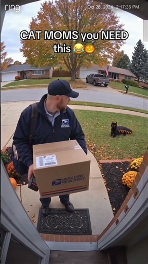 Hilarious, Cat Centipede Costume | A Nightmare for Delivery Guys #usashorts #cats #funnycostumes