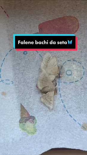 Velocità Accoppiamento Falene dei Bachi da Seta