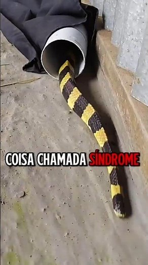 the bungarus snake is docile during the day and transforms at night, @biologohenriqueoficial #shorts