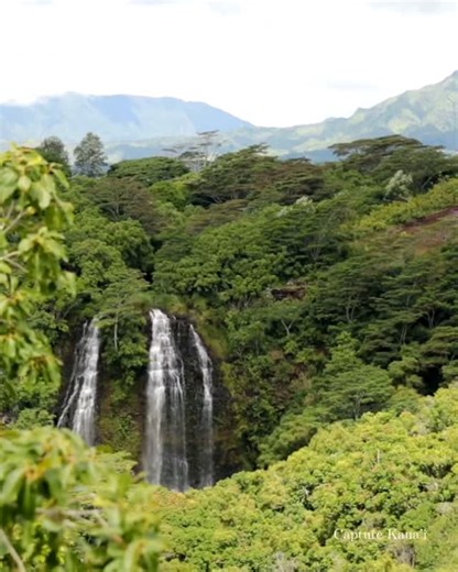 Opaekaʻa Falls on Kauaʻi sits along the sacred Wailua River, an area once reserved for Hawaiian royalty (aliʻi). Its name means “rolling shrimp,” recalling the days when freshwater shrimp were so abundant they could be seen tumbling over the rocks. The surrounding Wailua Valley was a powerful spiritual and political center, home to ancient heiau (temples) and royal compounds. Today, the falls remain a place of beauty and mana, echoing the deep history and traditions of Native Hawaiians. 🌿💦 . .